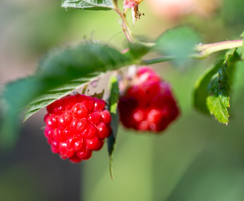 Himbeere