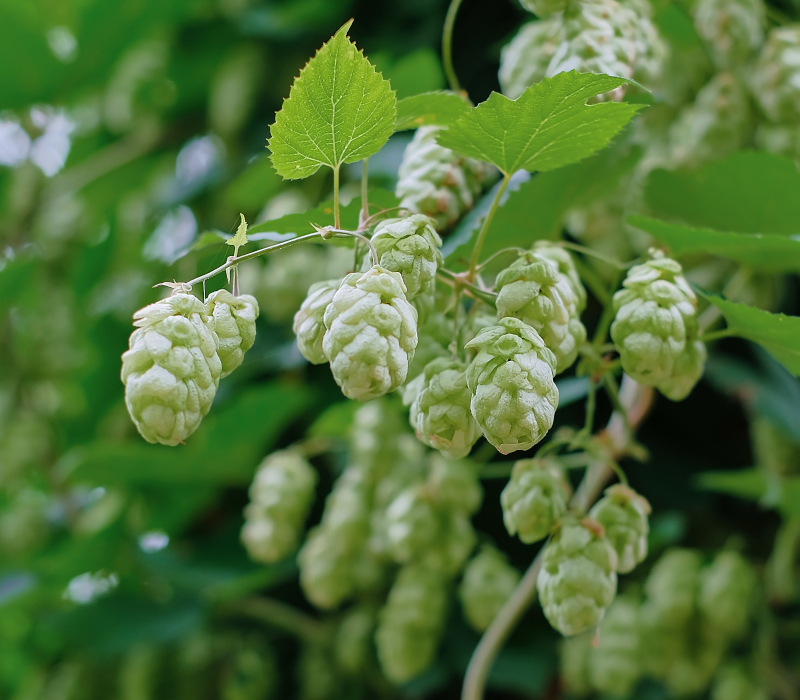 Hopfen